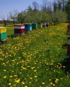 Wiosną pszczoły chętnie korzystaja z mniszka lekarskiego